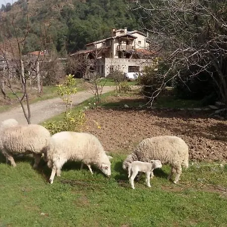 Pastoral Valley Farm